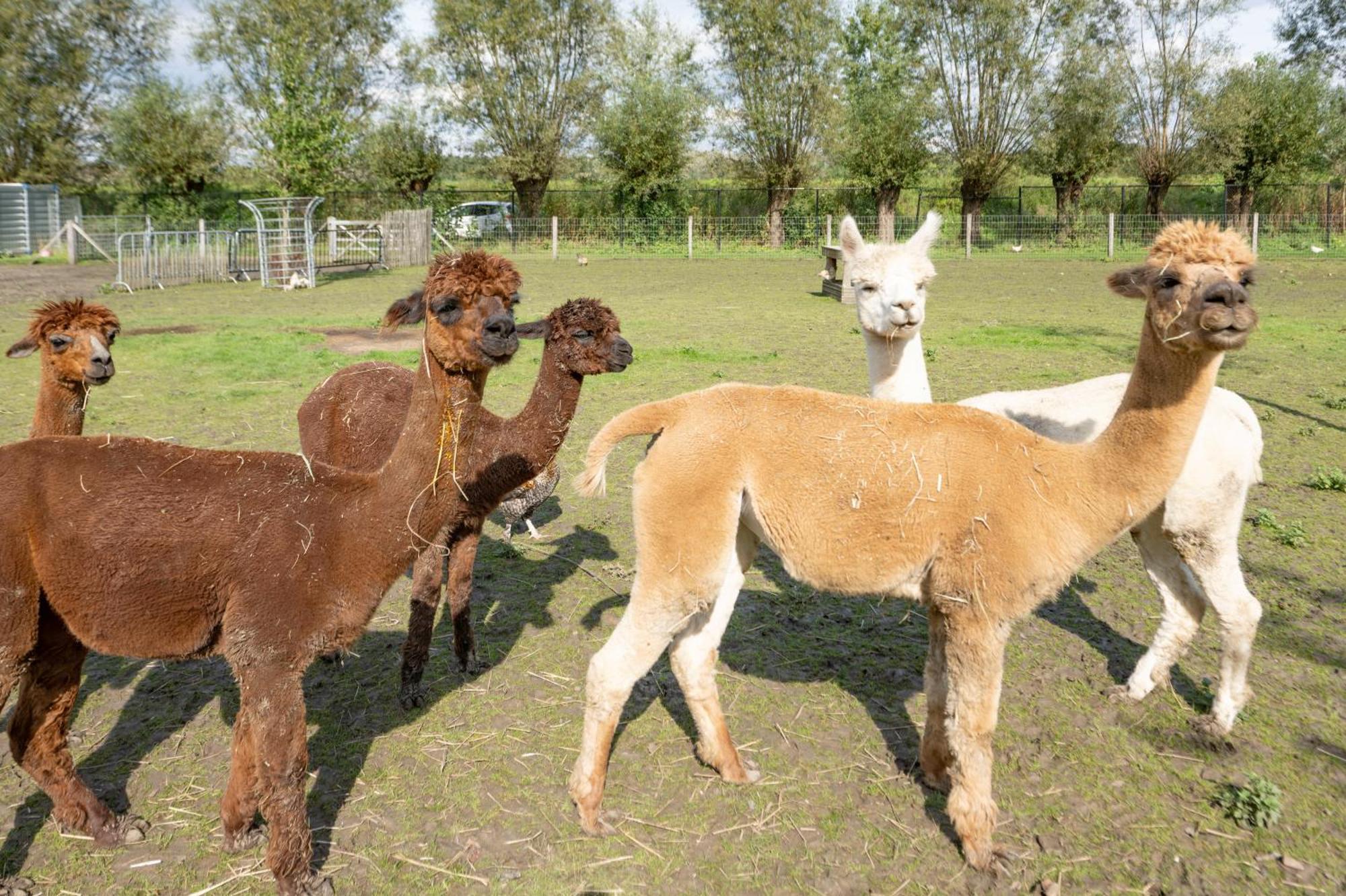 B&B De Alffarhoeve Hamme エクステリア 写真